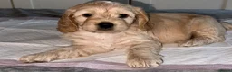 Mixed Breed dogs for sale: 6 adorable puppies  - Advert 22
