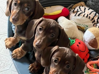 Miniature Dachshund dogs Ready Now! 3 male miniature smooth dachshunds - Advert 7