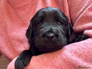 Goldendoodle dogs Health tested F1 Goldendoodle puppies - Advert 3