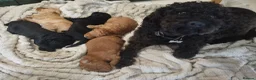 Labradoodle dogs for sale: Miniature Labradoodles  - Advert 2