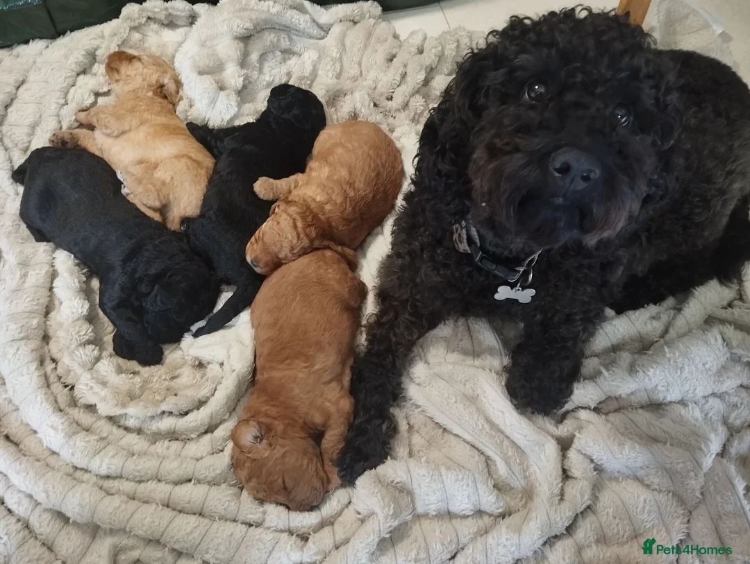 Labradoodle dogs for sale: Miniature Labradoodles  - Advert 2