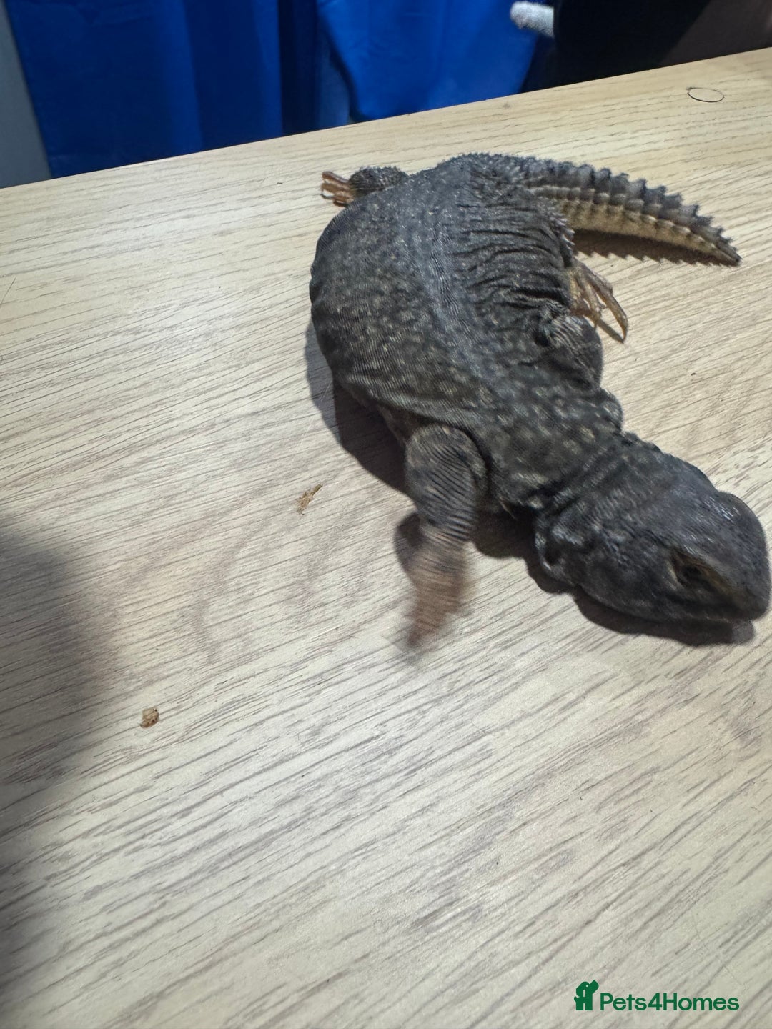 Lizard reptiles for sale: Uromastyx ornate lizard  - Advert 2
