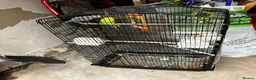 Budgerigars birds for sale: Two Lovely Budgies + Large Cage in Stafford - Advert 4