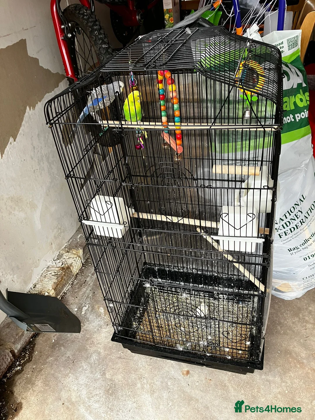Budgerigars birds for sale: Two Lovely Budgies + Large Cage in Stafford - Advert 4