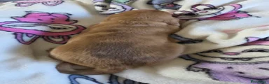 Dachshund Puppy 4
