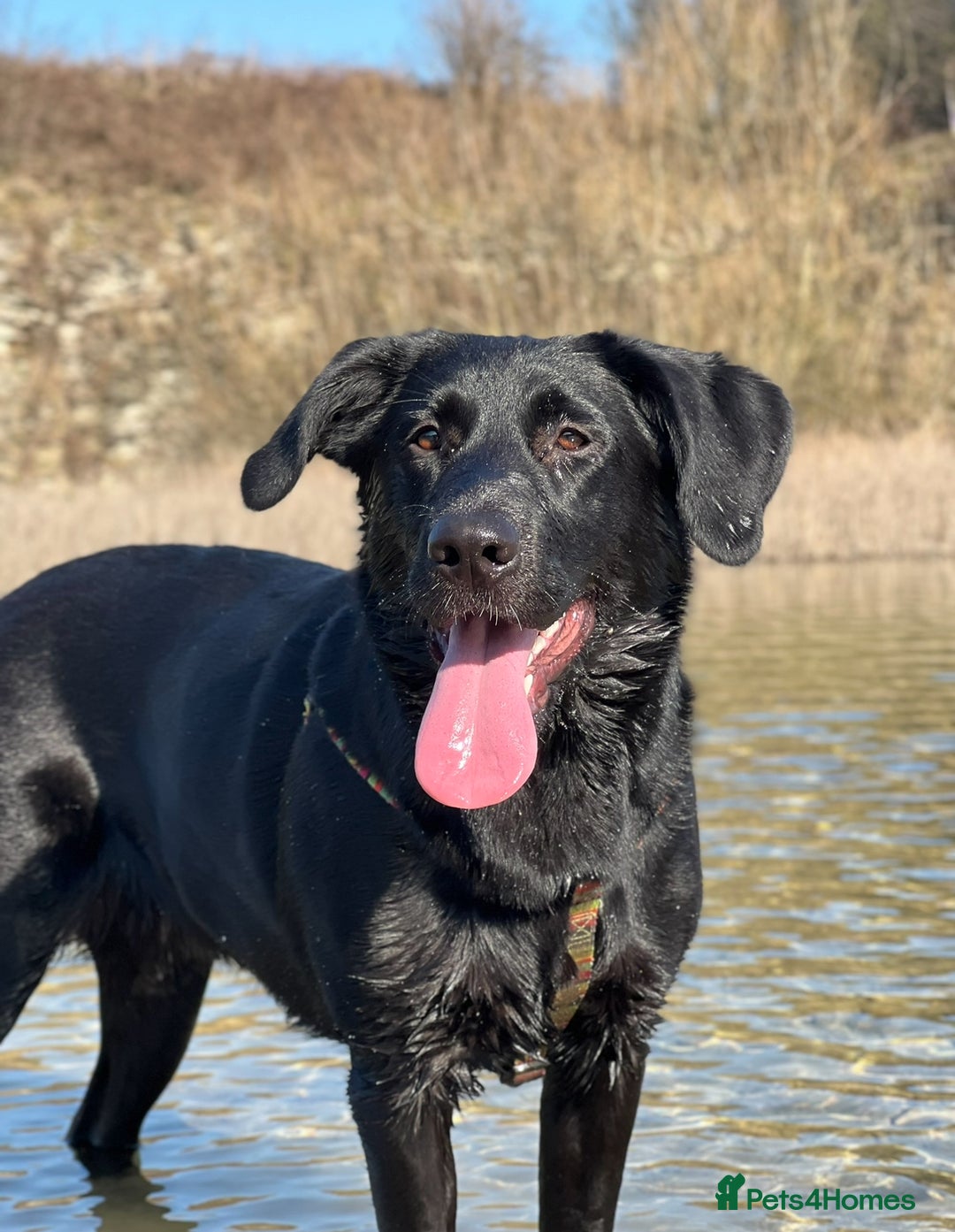 Mixed Breed dogs for sale: Mabel the Sheprador - Advert 1