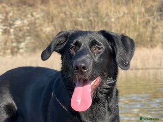 Mixed Breed dogs Mabel the Sheprador - Advert 1