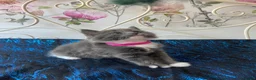 Norwegian Forest Cat cats for sale: 6 Norwegian Forest kittens in Cardiff - Advert 22