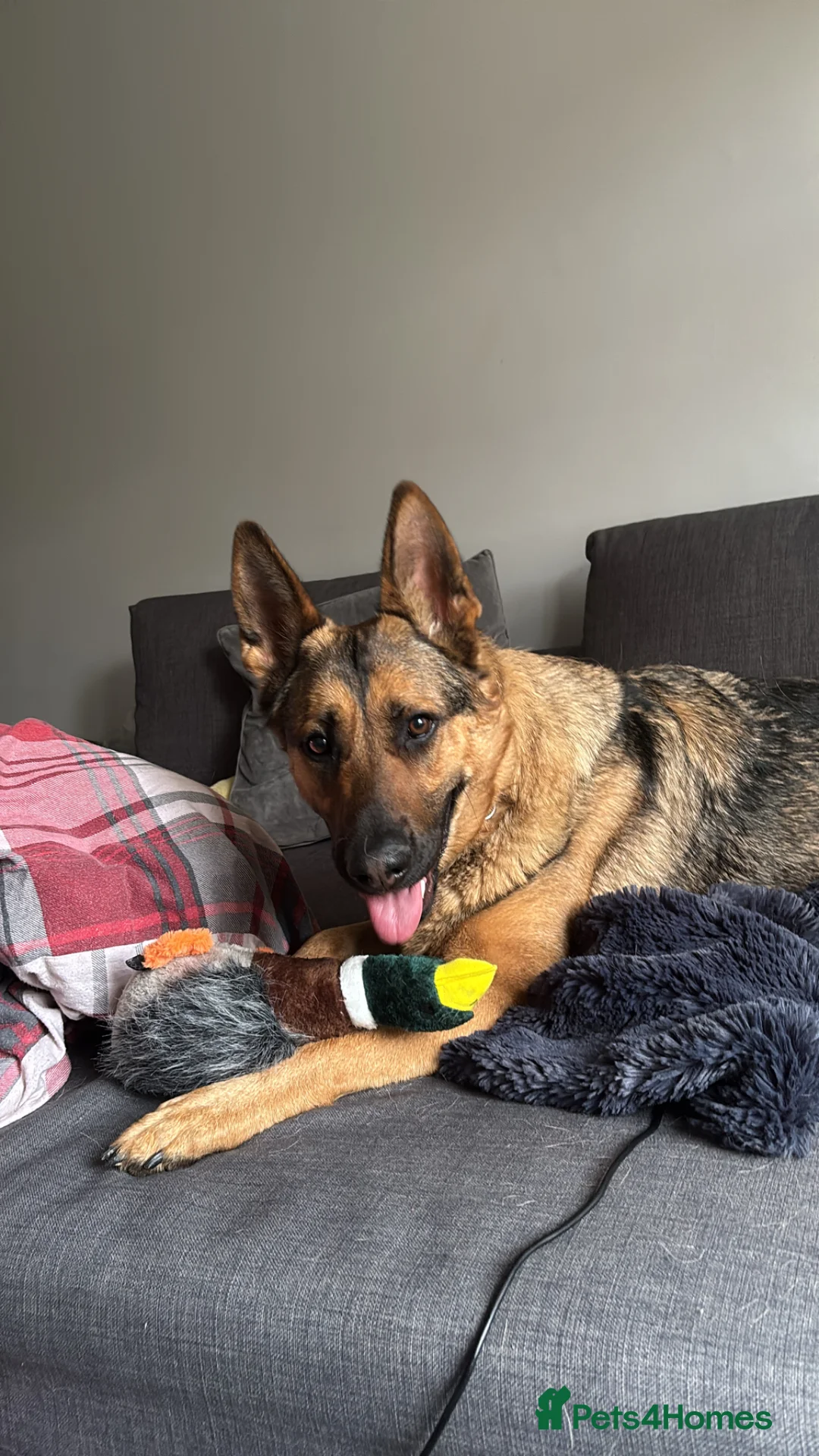 German Shepherd dogs for sale: Working line german shepherd female in Farnham - Advert 1