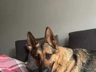 German Shepherd dogs Working line german shepherd female - Advert 1