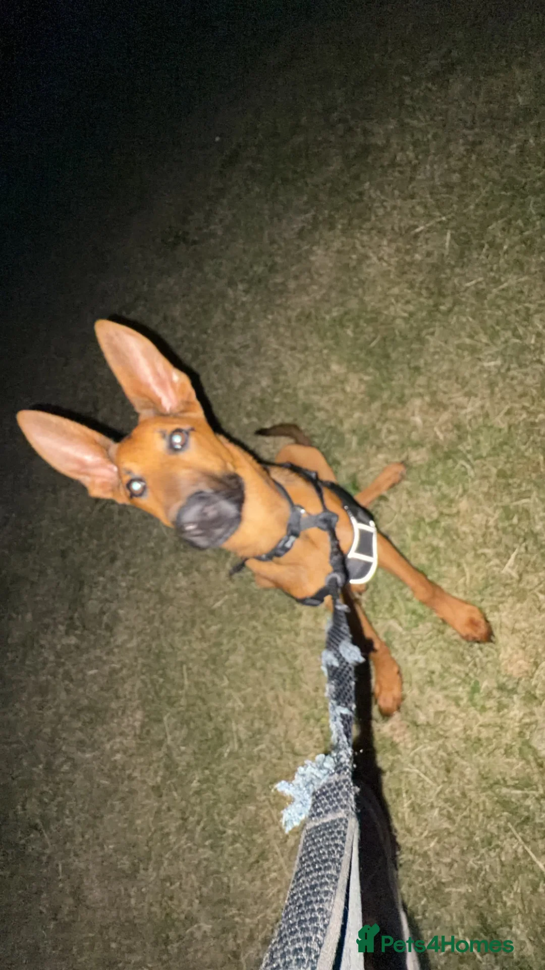 Mixed Breed dogs for sale: Belgium malanois mixed German shepherd  in Manchester - Advert 3