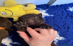Labrador Retriever dogs for sale: Outstanding Quality Chocolate Labrador Puppies - Image 14