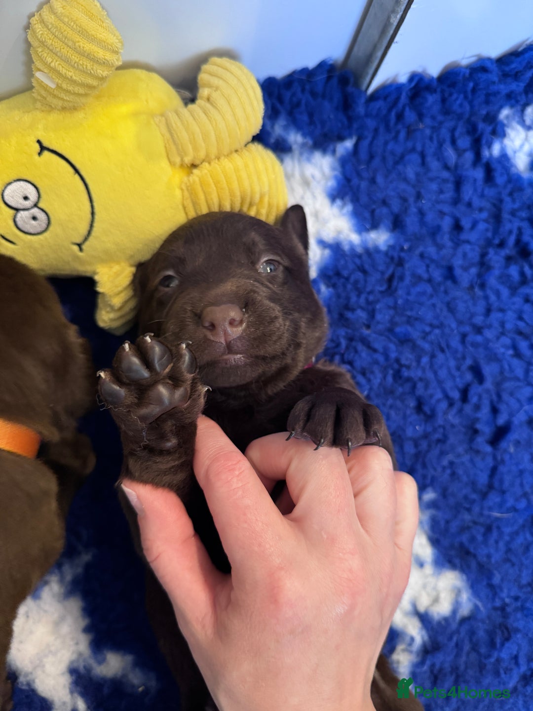 Labrador Retriever dogs for sale: Outstanding Quality Chocolate Labrador Puppies - Image 14