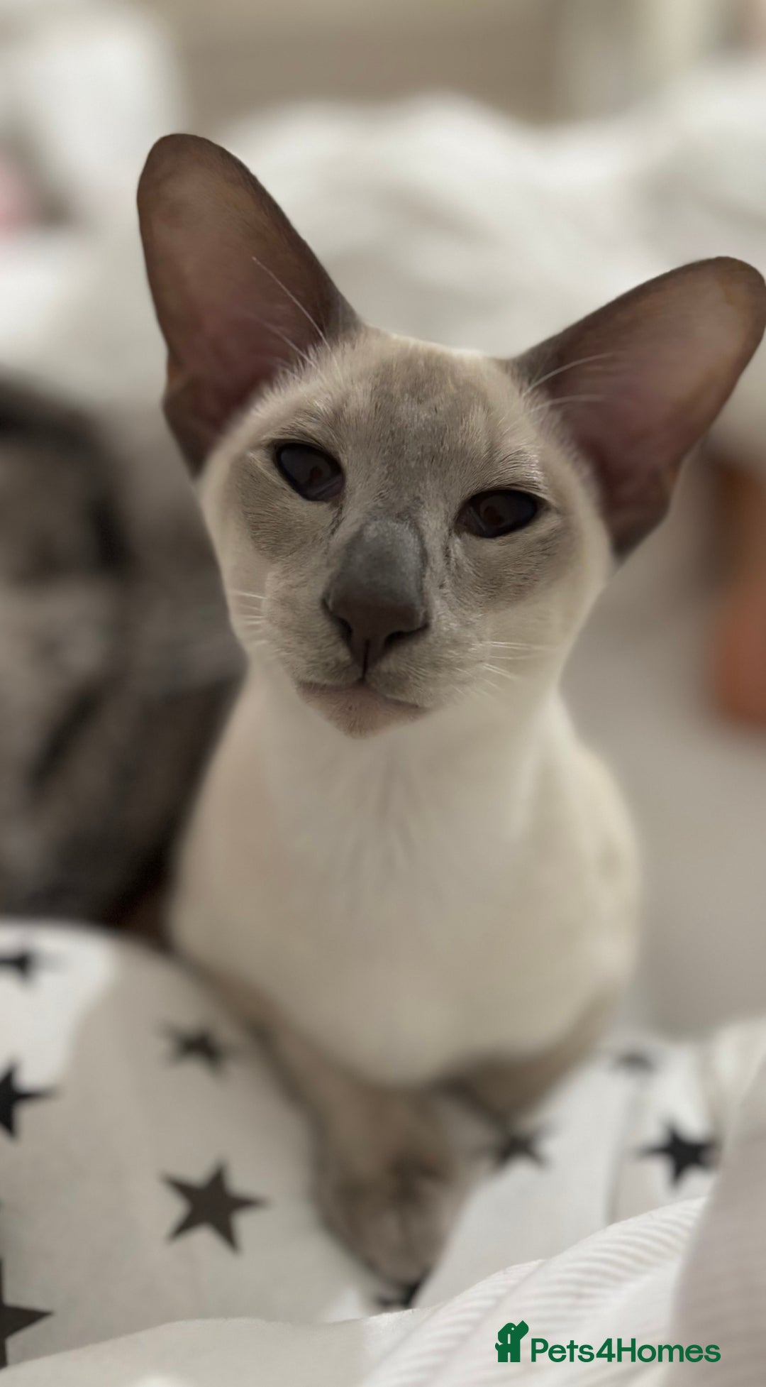 Oriental cats for sale: Beautiful Purebred Lilac Point Oriental Shorthair  - Advert 5