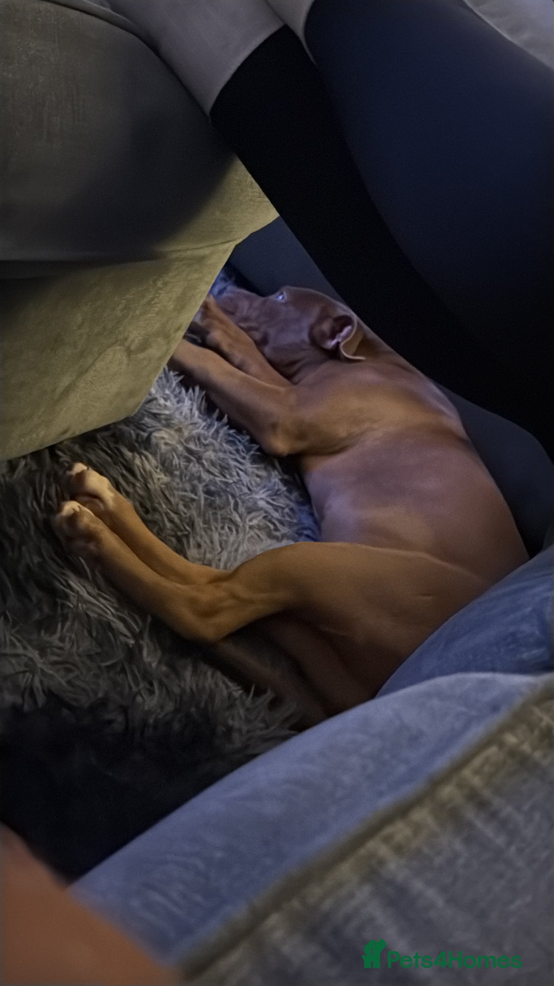 Mixed Breed dogs for sale: Cali x - Advert 2