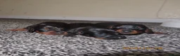 Dachshund dogs for sale: Lovley dashound puppies  in Musselburgh - Advert 3