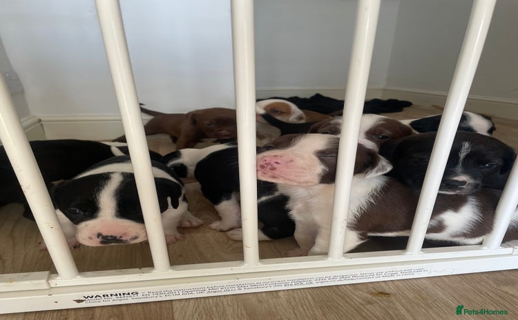 Mixed Breed dogs - Advert 4