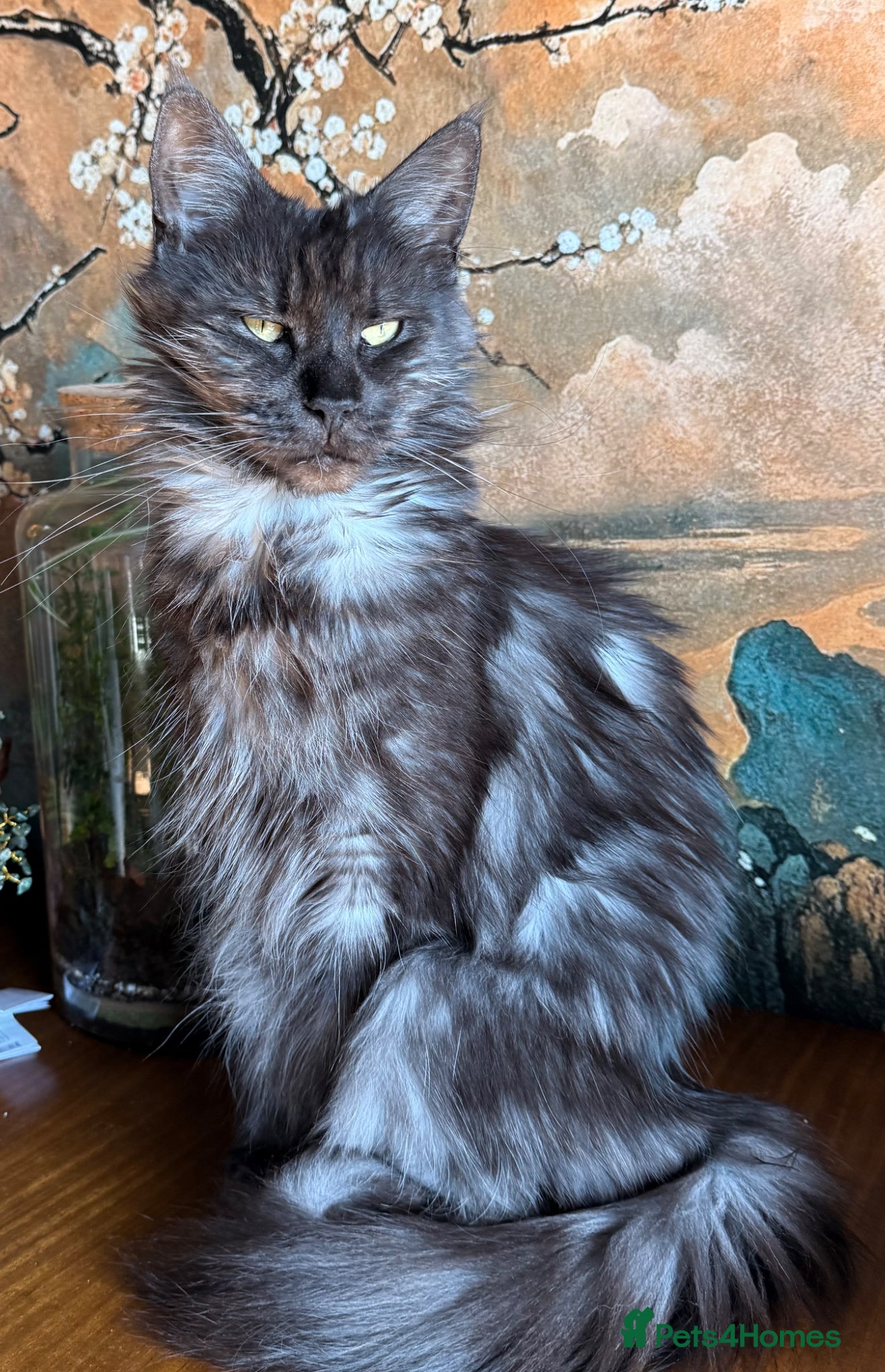 Maine Coon cats Maine Coon  - Advert 1
