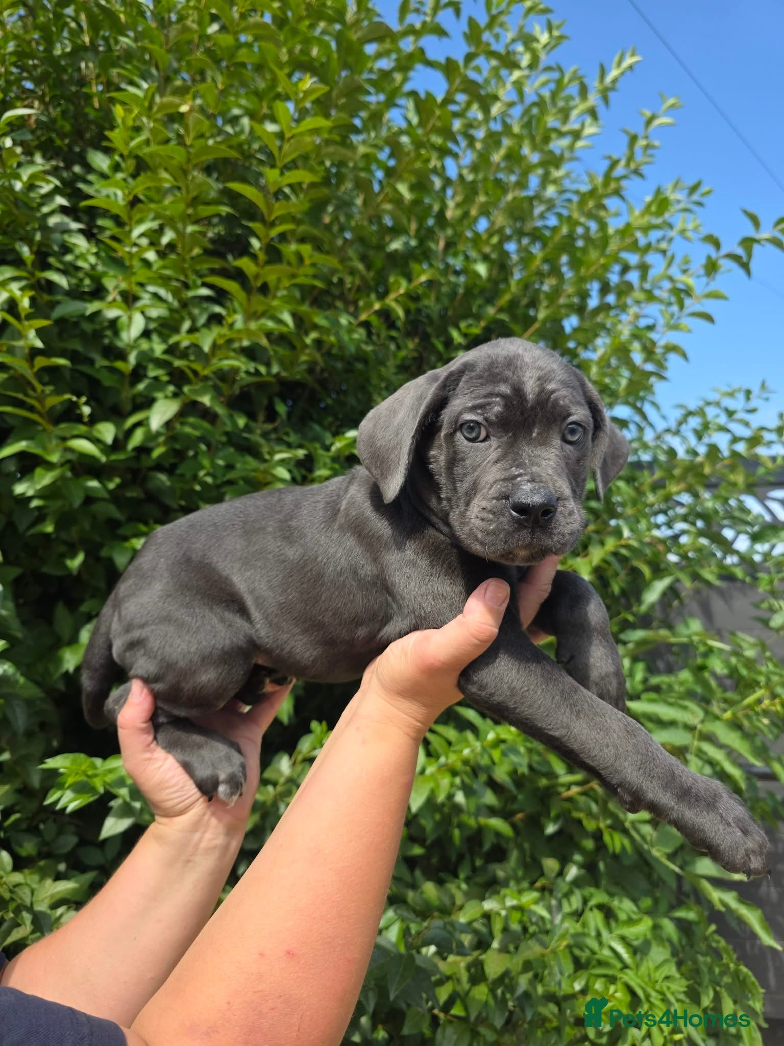 Cane Corso dogs Now ready to leave!🥰 - Advert 1