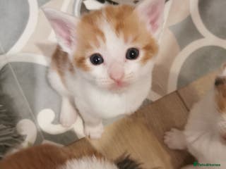 Mixed Breed cats Maine coon cross kittens for sale - Advert 1
