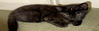 Beautiful Black and Ginger Girl 