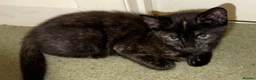 Mixed Breed cats for sale: ❤︎︎ Half-Bengal Kittens Looking for Loving Homes - Advert 8
