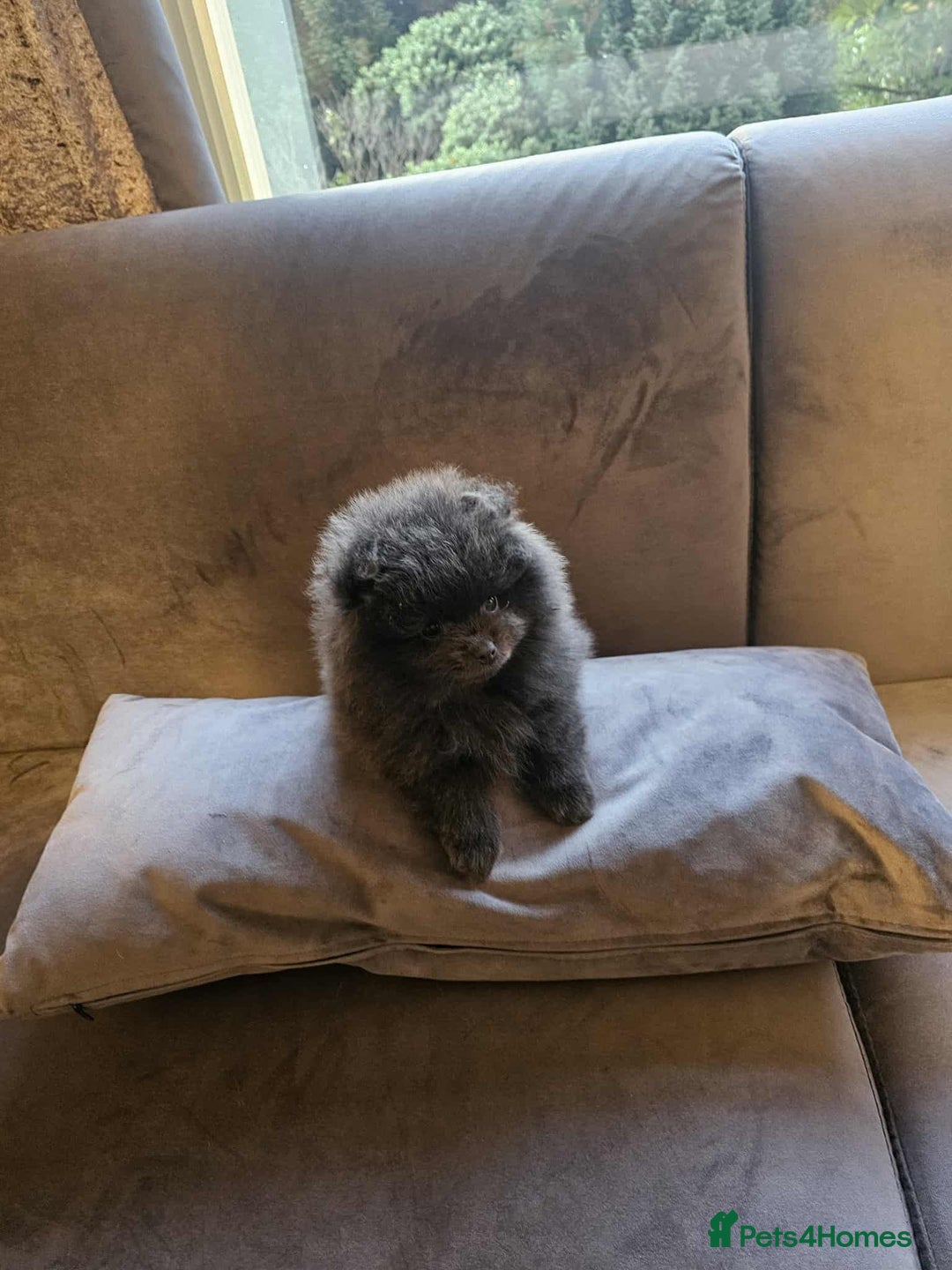 Pomeranian dogs for sale: Gorgeous lilac pomeranian girl. - Advert 5