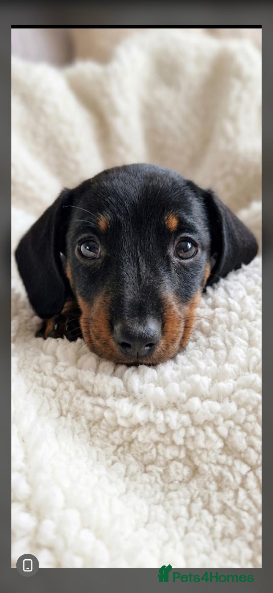 Miniature Dachshund dogs Kc miniature dachshund - Advert 6
