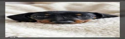 Miniature Dachshund dogs for sale: Kc miniature dachshund - Advert 4