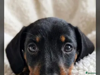 Miniature Dachshund dogs Kc miniature dachshund - Advert 6