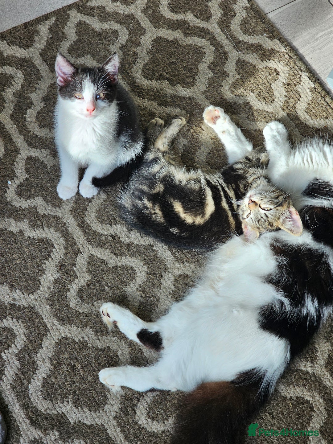 Mixed Breed cats for sale: 3 Beautiful kittens looking for home - Image 10