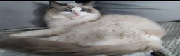 Ragdoll cats for sale: Tica registered Ragdoll kittens 💕  - Advert 4