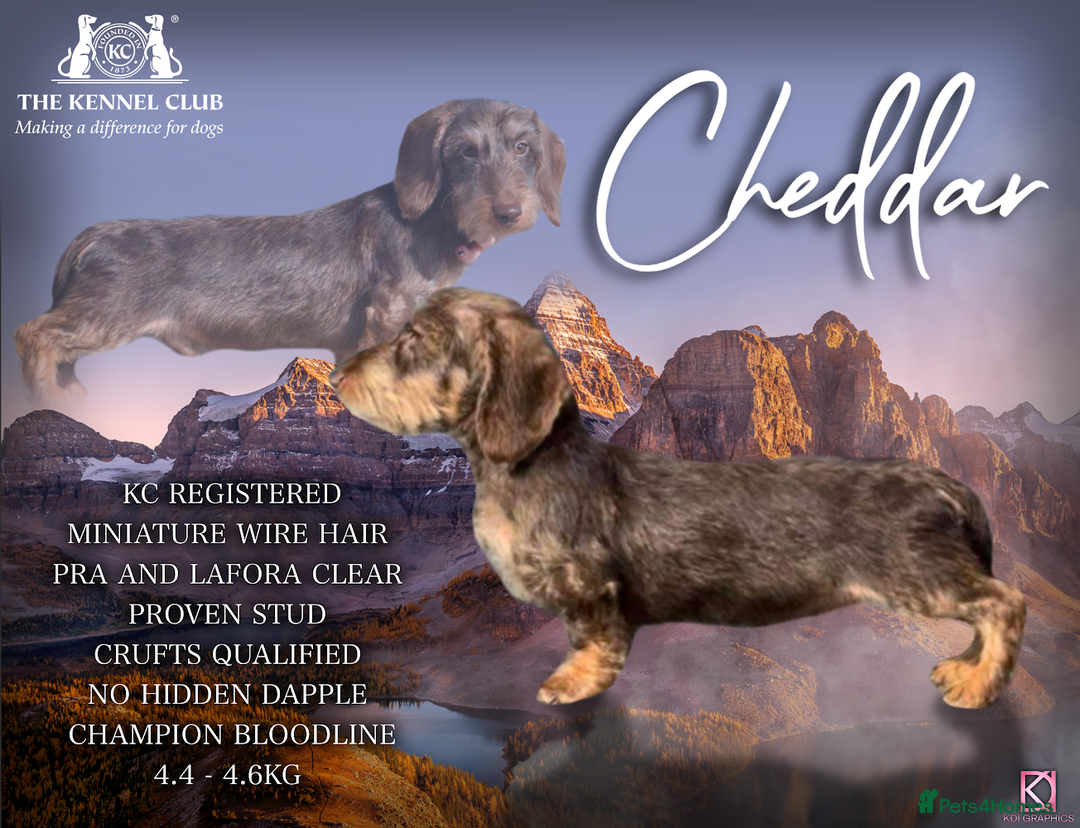 Miniature Dachshund dogs for stud: Miniature wire hair stud (crufts qualified) in Bridge of Weir - Image 4