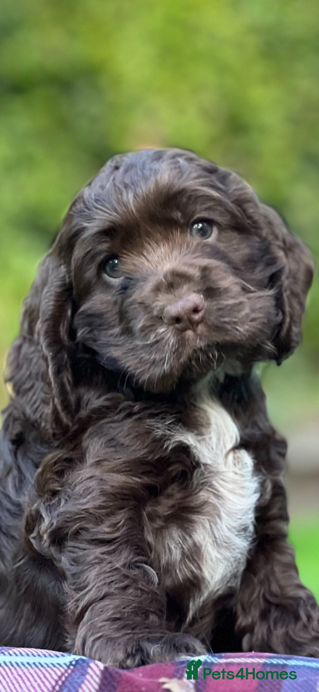 Cocker Spaniel dogs for sale: Beautiful Show Cocker Babies - Image 2