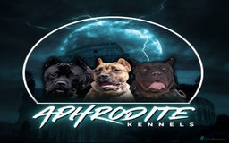 Cane Corso dogs for sale:  🐾 Exceptional bloodlines 🐾 - Image 6