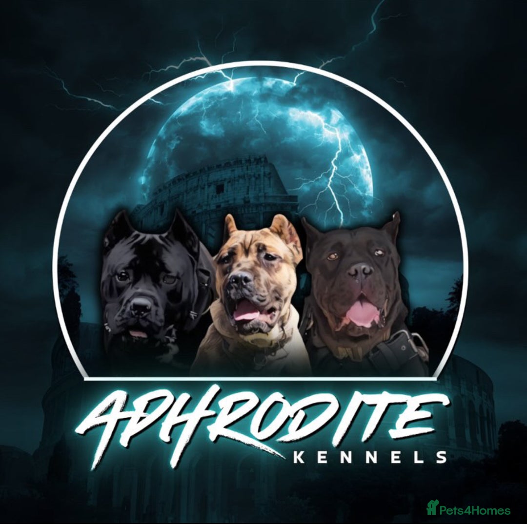 Cane Corso dogs for sale:  🐾 Exceptional bloodlines 🐾 - Image 6
