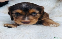 Cocker Spaniel dogs for sale: Gorgeous show type cocker spaniels - Image 9