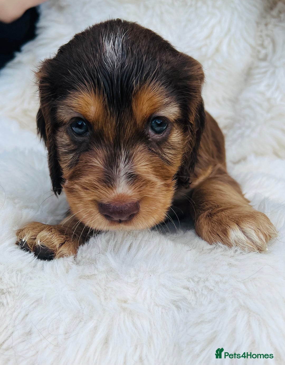 Cocker Spaniel dogs for sale: Gorgeous show type cocker spaniels - Image 9