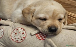 Labrador Retriever dogs for sale: 4 Labrador pups for sale - Image 2