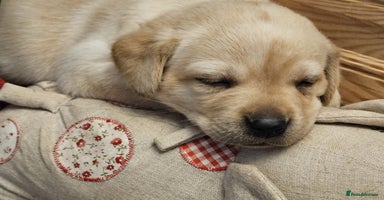 Labrador Retriever dogs - Advert 7