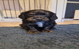 Cockapoo dogs for sale: 3 Beautiful F1B Cockapoo's left  in Brighouse - Image 32