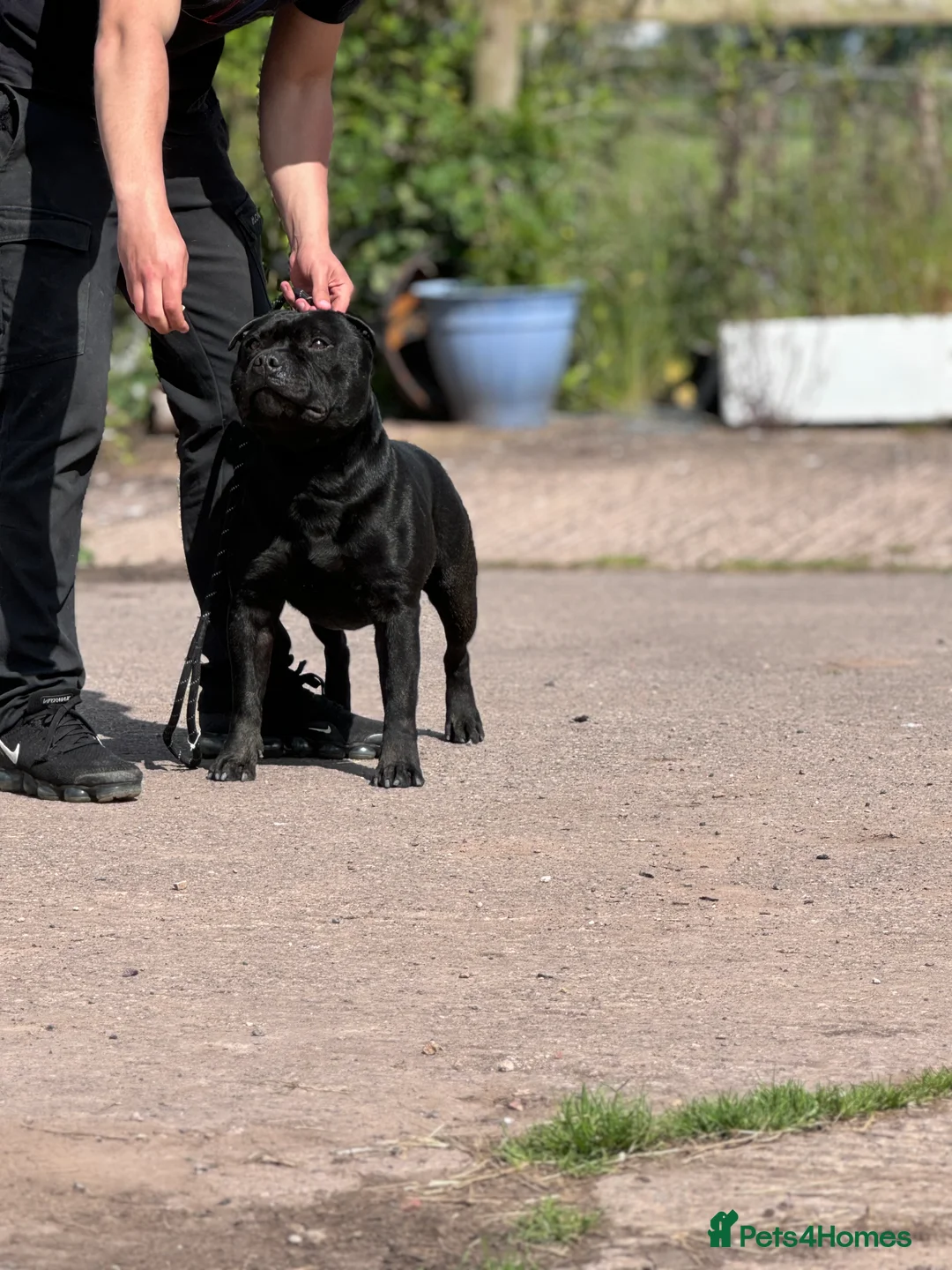 Staffordshire Bull Terrier dogs for stud: Black carrying blue stafford stud PHPV tested in Carlisle - Advert 2