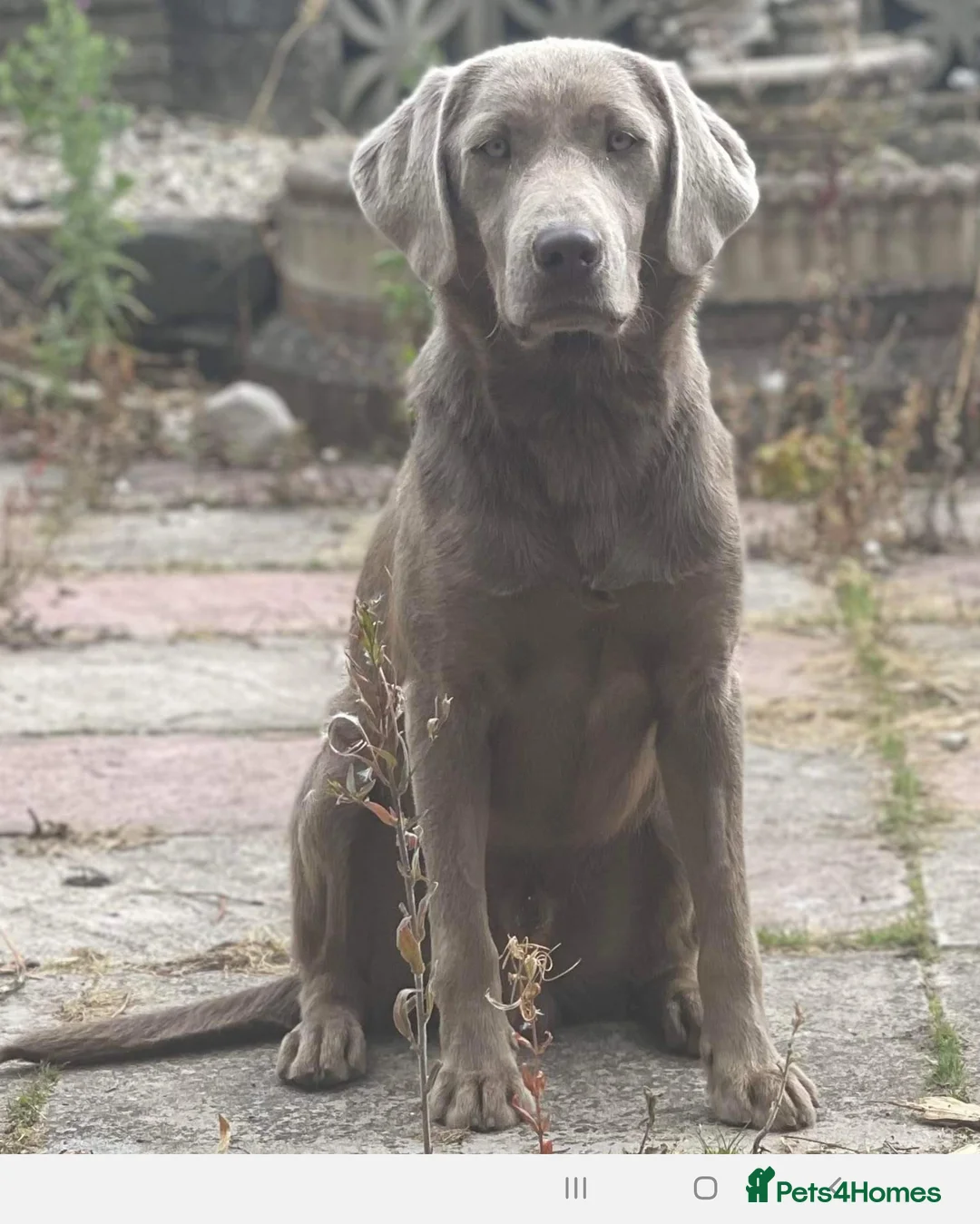 Labrador Retriever dogs for stud: Handsome silver labrador for stud  in Sunderland - Advert 5