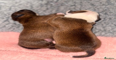 Staffordshire Bull Terrier dogs - Advert 5