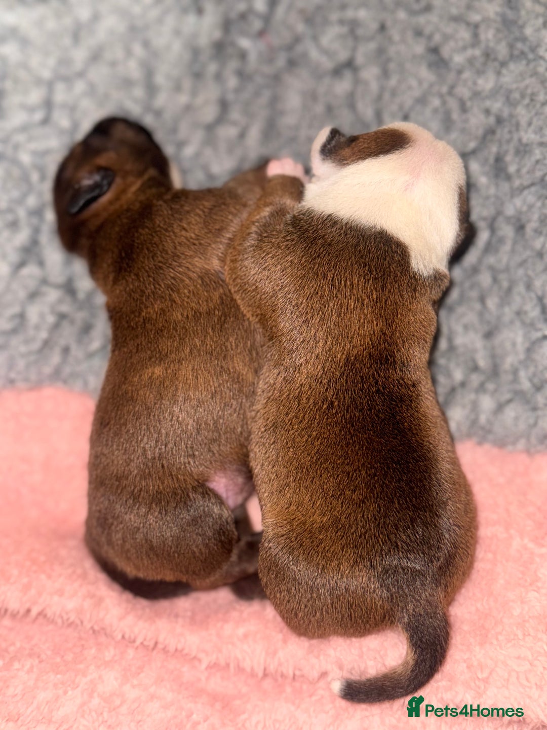 Staffordshire Bull Terrier dogs for sale: KC Staffordshire Bull Terrier - Image 22