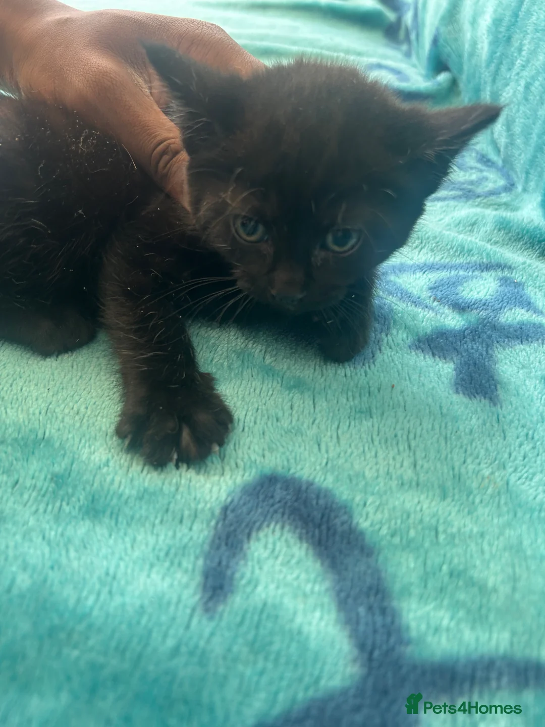 Mixed Breed cats for sale: Kittens - Advert 8