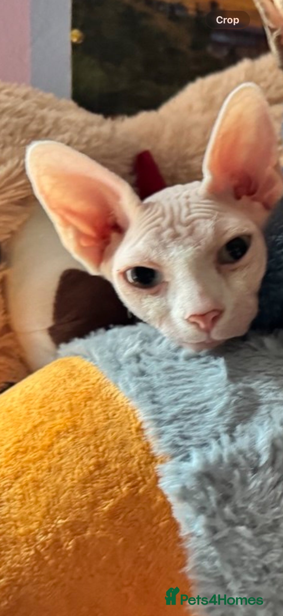 Sphynx cats Urgent Rehoming Canadian Sphynx  - Advert 1