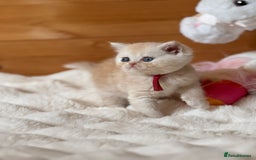 Exotic cats for sale: Superb Exotic Chinchilla kittens - Health tested  - Image 3