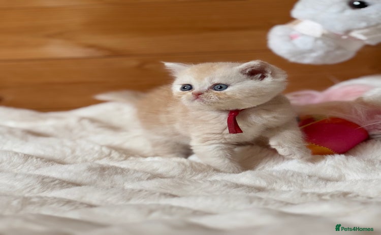 Exotic cats - Advert 1