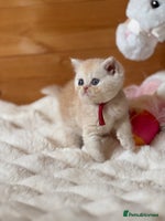 Exotic cats - Advert 3
